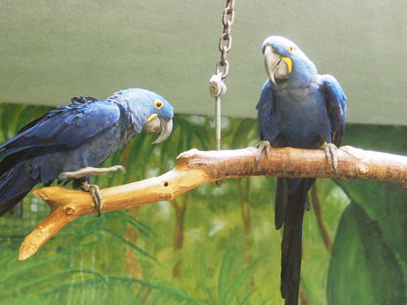 Hyacinth Macaw #6