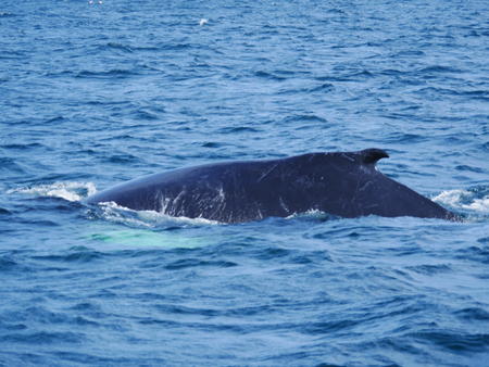 Whale #4