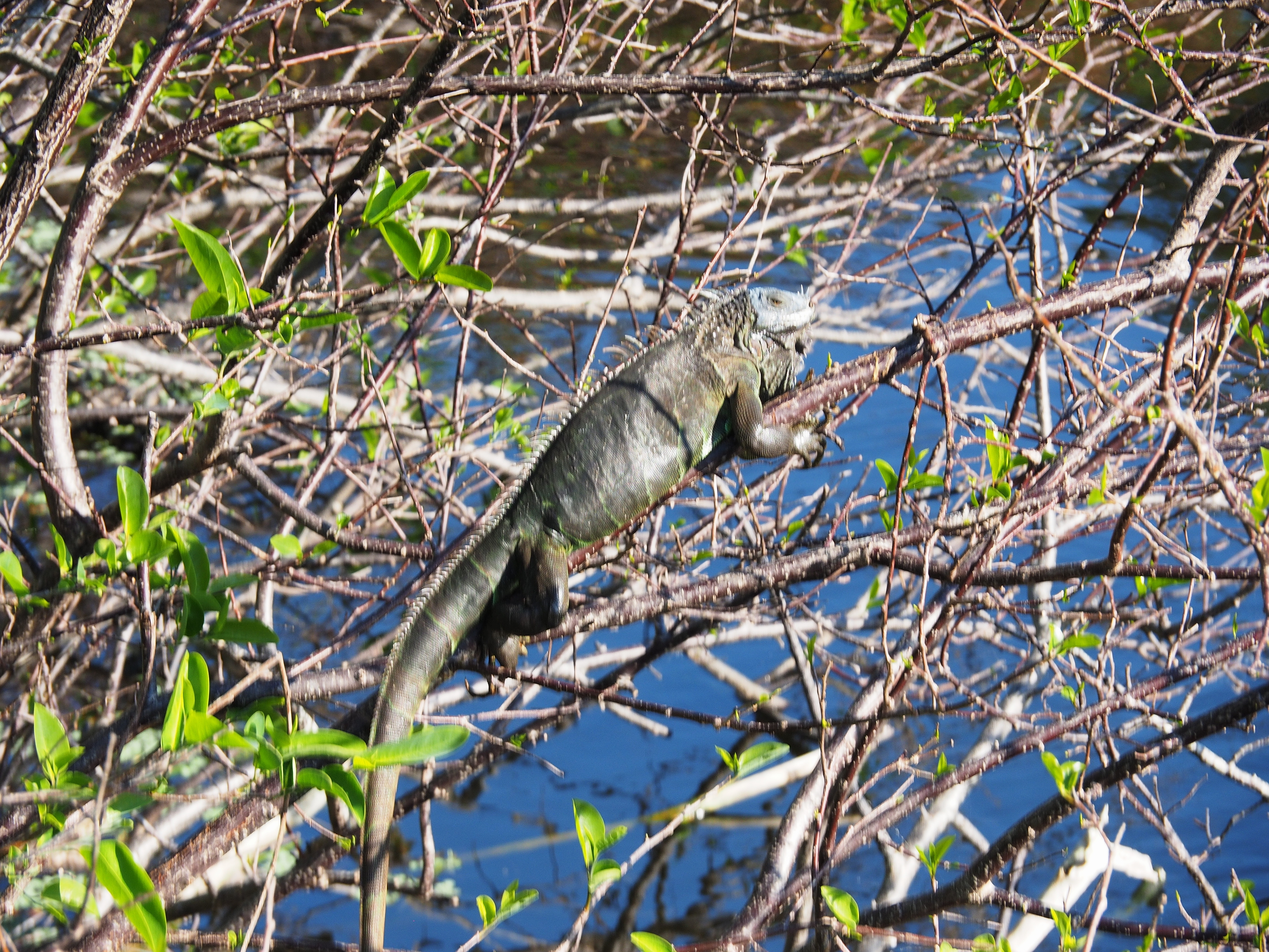 Iguana