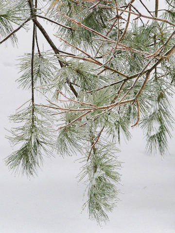 Ice on pine needles #2