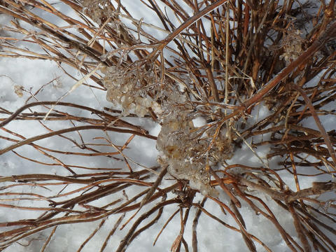 Ice covered bush in winter
