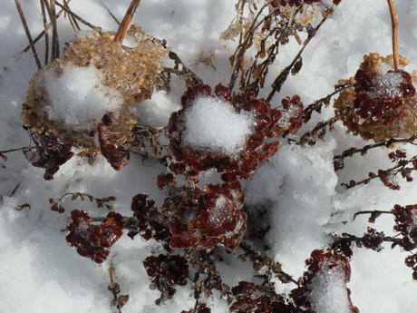 Ice covered bush in winter #3