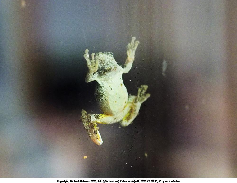 Frog on a window #3