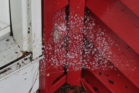 Spider web in the rain