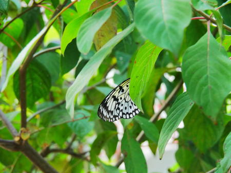 Butterfly in hiding