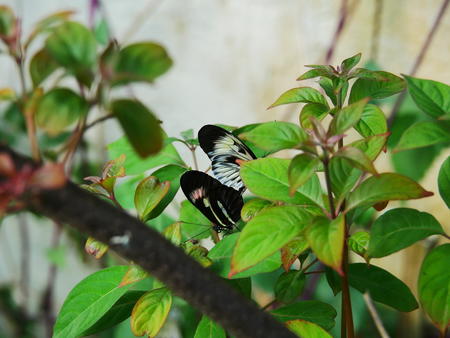 Black, white, and red butterfly