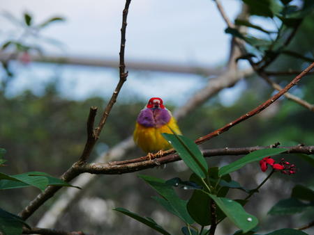 Colorful bird #2