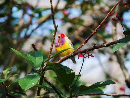 Colorful bird #3