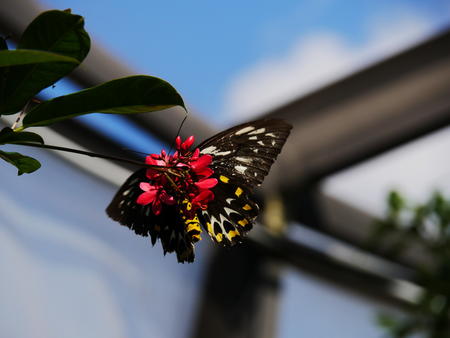 Black, white, and yellow butterfly #2