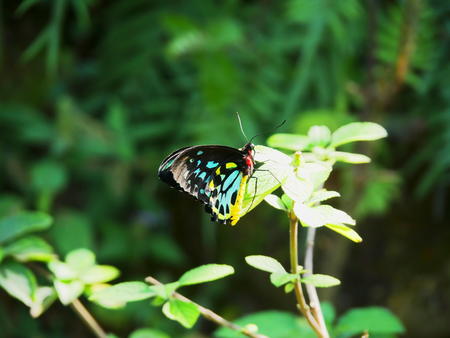 Black, blue, and yellow butterfly
