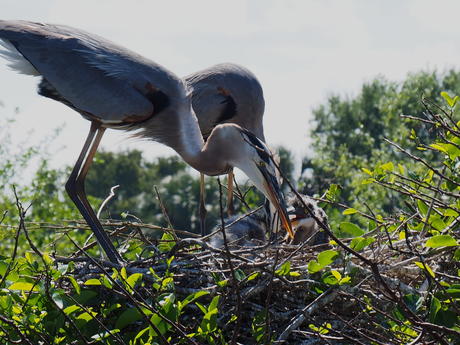 Great Blue Heron and young #2