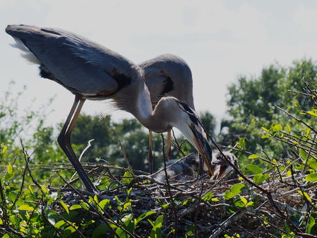 Great Blue Heron and young #3