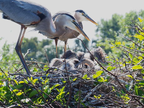Great Blue Heron and young #5