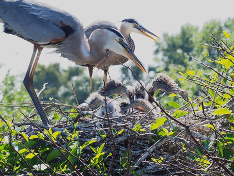 Great Blue Heron and young #6