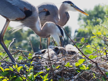 Great Blue Heron and young #8