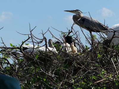 Great Blue Heron and young #9