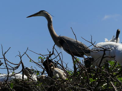 Great Blue Heron and young #11