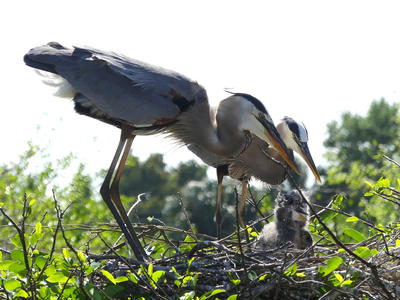 Great Blue Heron and young #13
