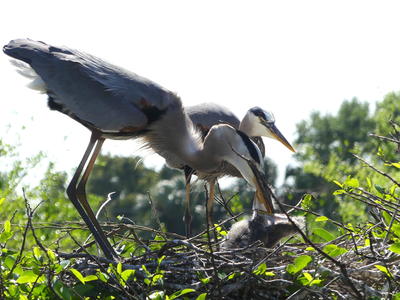 Great Blue Heron and young #14