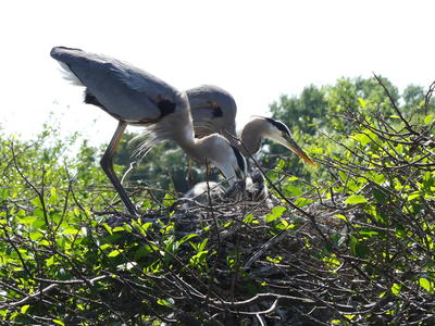 Great Blue Heron and young #17