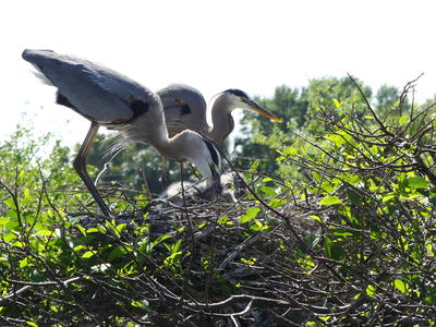 Great Blue Heron and young #18
