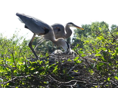 Great Blue Heron and young #19