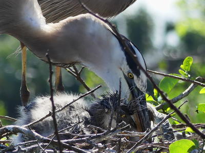 Great Blue Heron and young #20