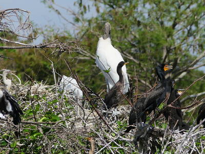 Wood Storks and Common Moorhen #4