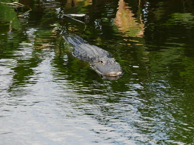 Alligator #9