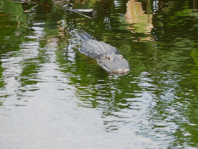 Alligator #10