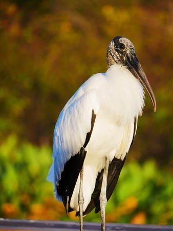 Wood Stork #18