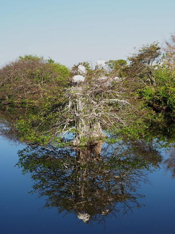 Bird tree reflection
