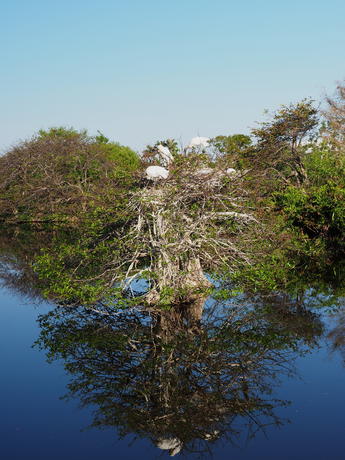 Bird tree reflection #2