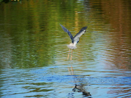 Landing bird #3