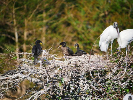 Wood Storks and Common Moorhen #5