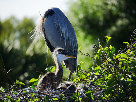 Young Great Blue Heron #3
