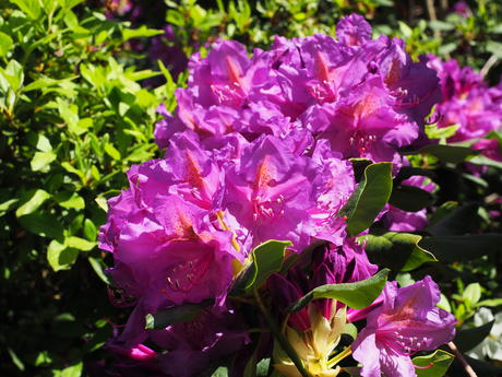 Rhododendron #7