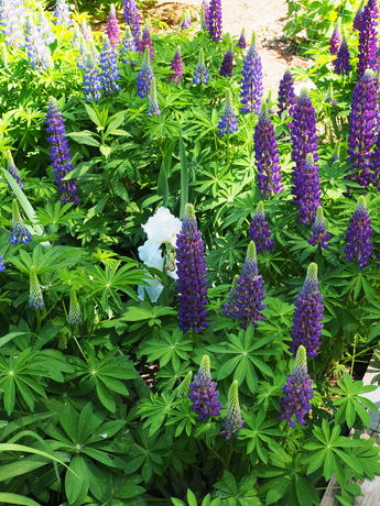 Lupines #2