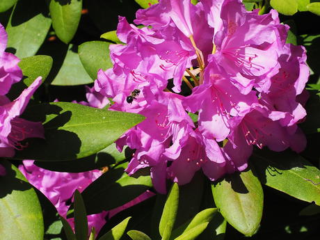 Rhododendron and flying insect