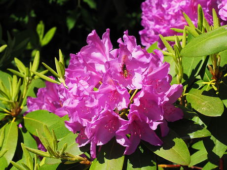Rhododendron and flying insect #2