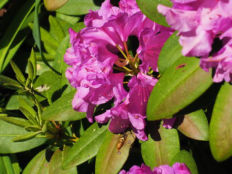 Rhododendron and flying insect #4