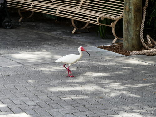 White and red bird