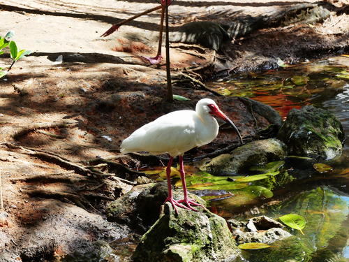 White and red bird #2