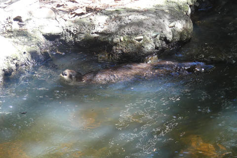 River otter #2