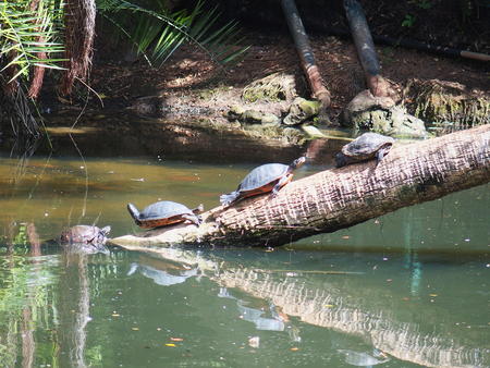 Turtles #2