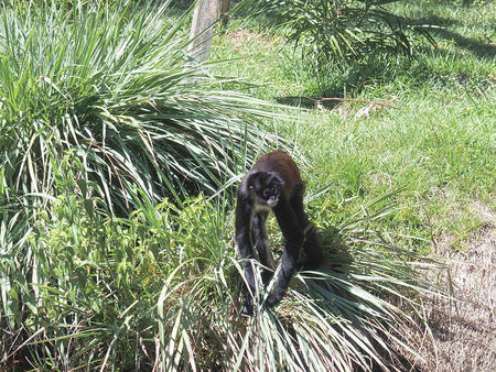 Mexican spider monkey #4