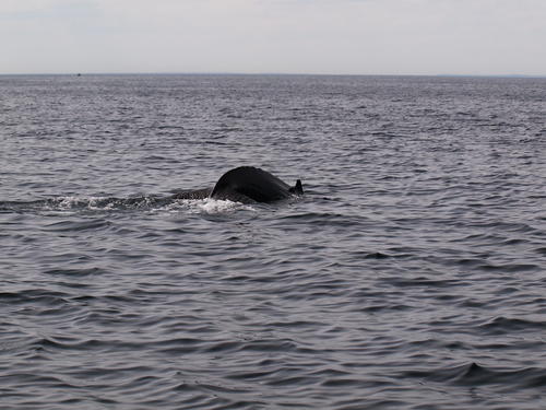 Whales #3