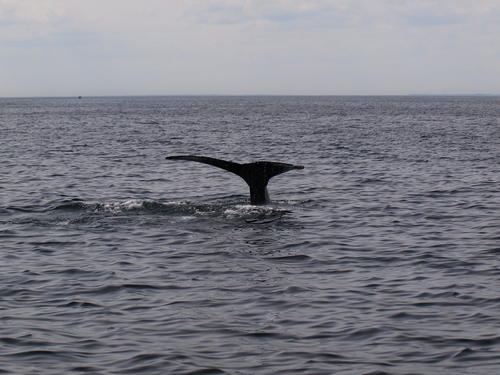 Whale tail #4