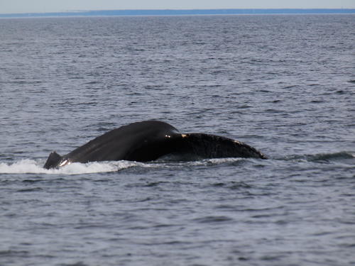 Whale #5