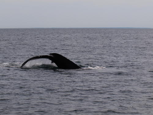 Whale tail #12